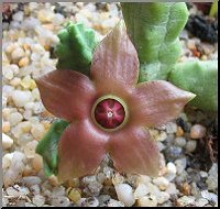 Duvalandria discoridis 1